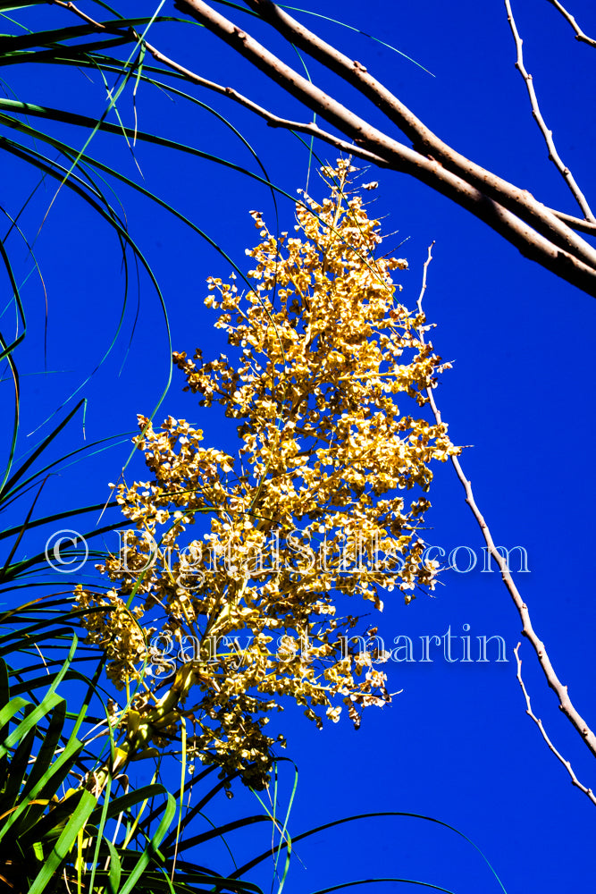 Nolina bigelovii Plant Digital, Scenery, Flowers