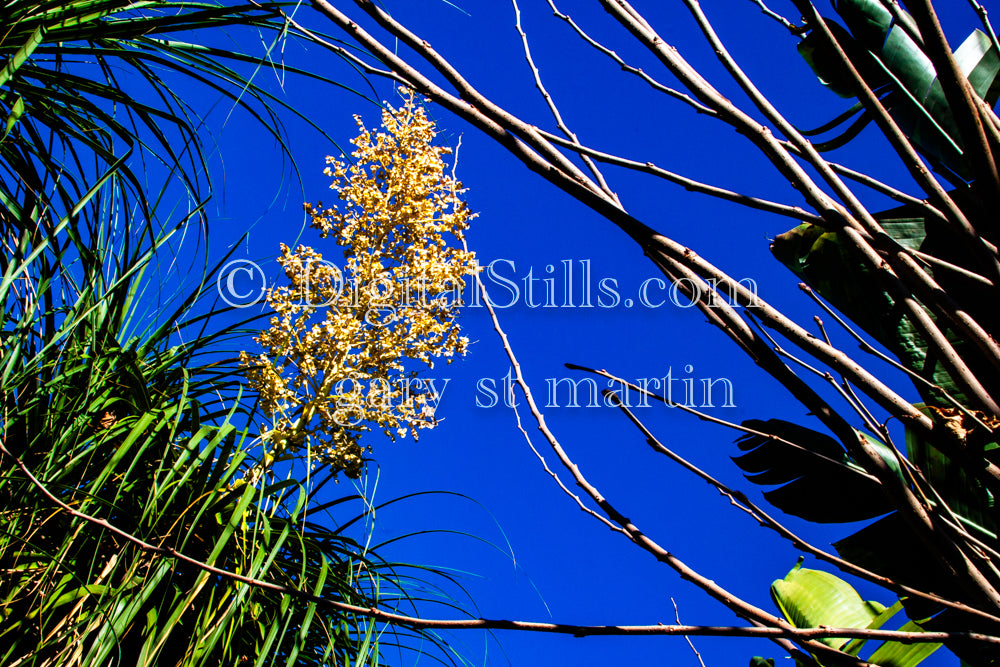 Nolina bigelovii Plant And Branches Digital, Scenery, Flowers