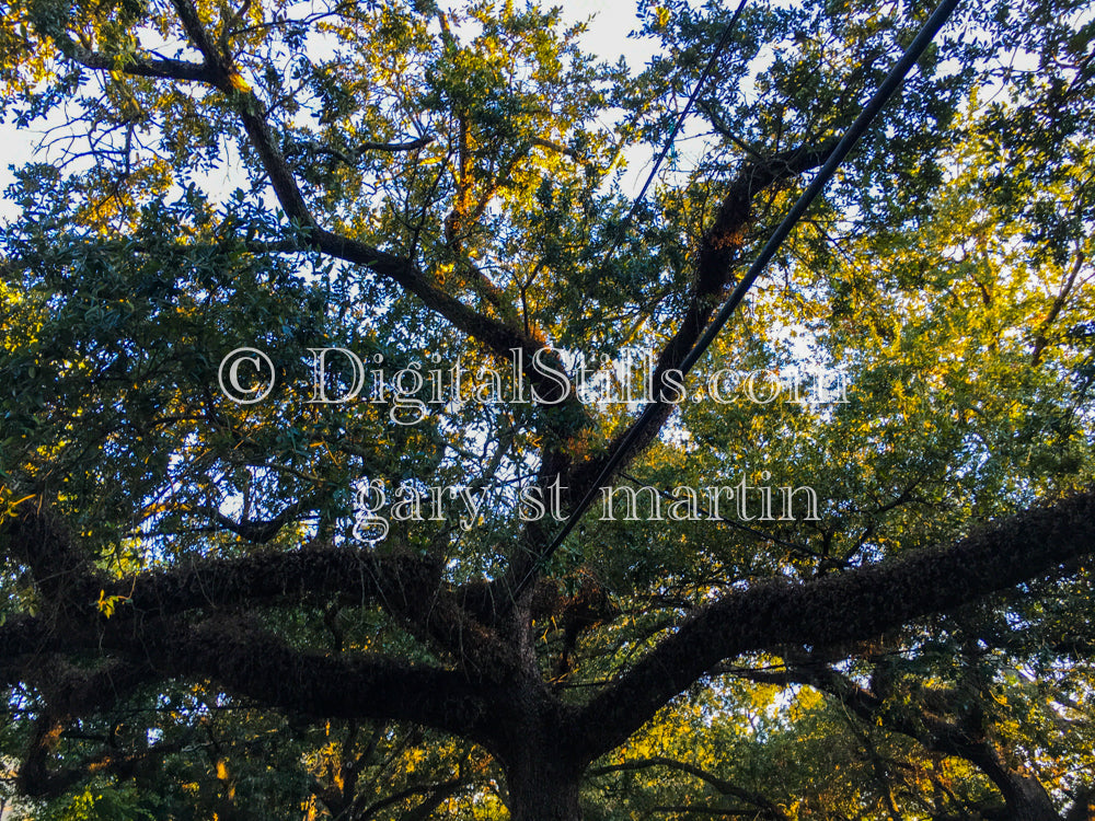 Telephone Wires in a Tree, New Orleans, Digital