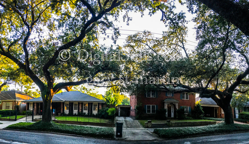 Oak Tree Neighborhood, New Orleans, Digital