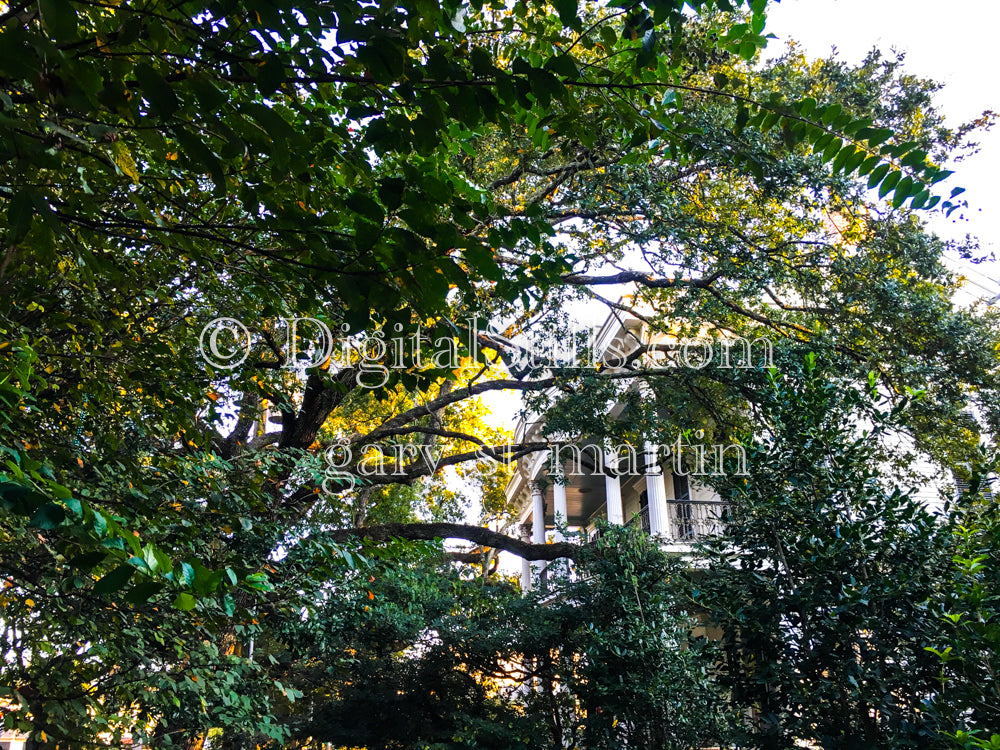 View Through a Tree, New Orleans, Digital