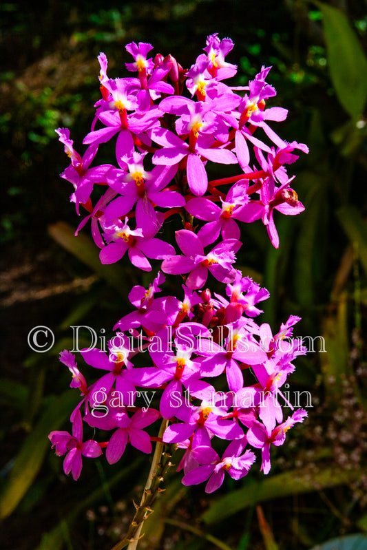 Epidendrum secundum Plant Digital, Scenery, Flowers