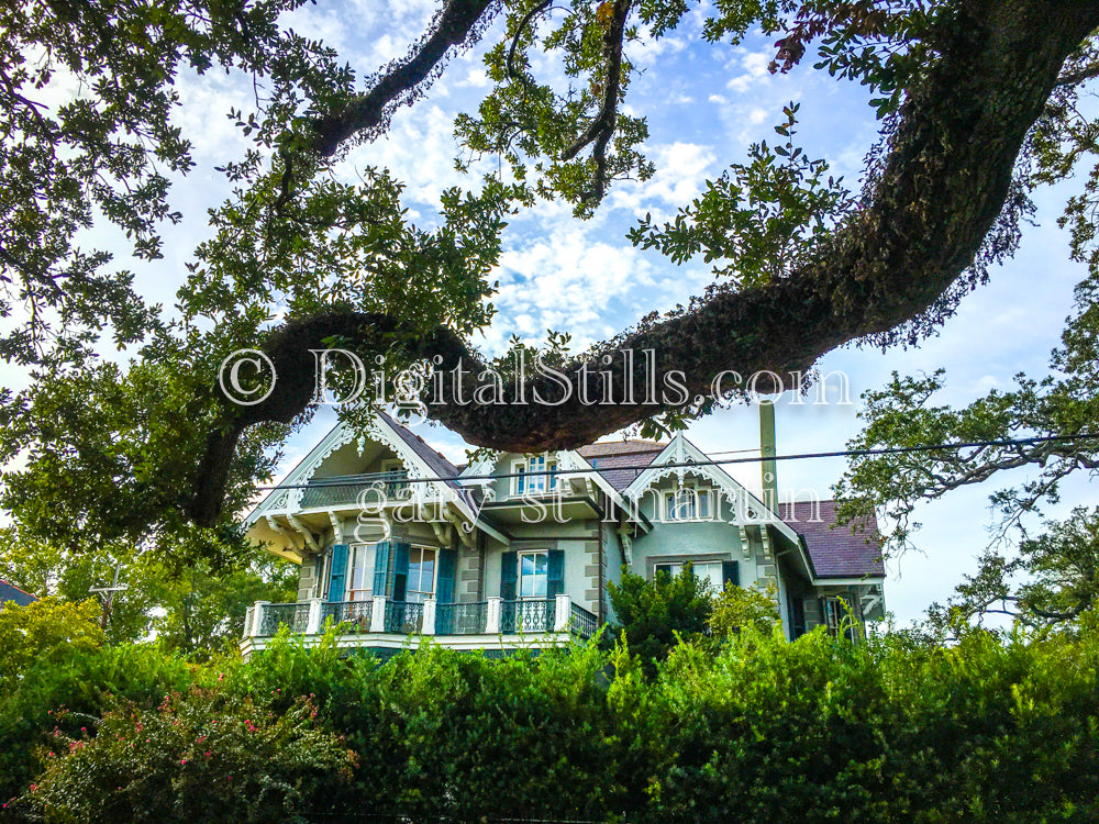 House View from Under Branch, New Orleans, Digital