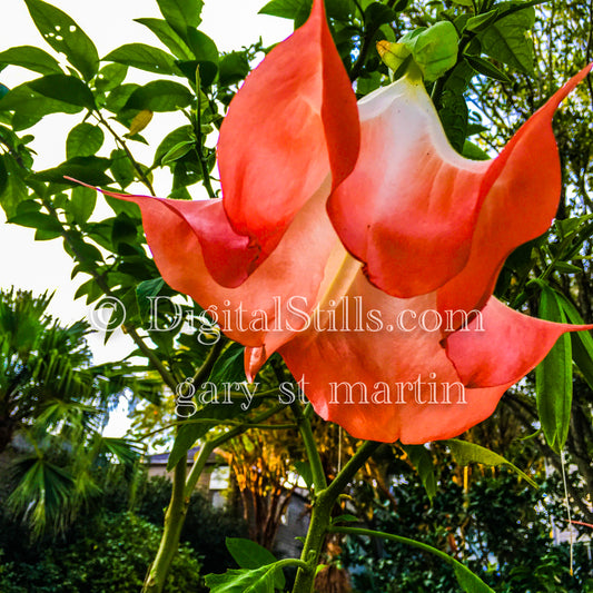 Red Bell Flower, New Orleans, Digital