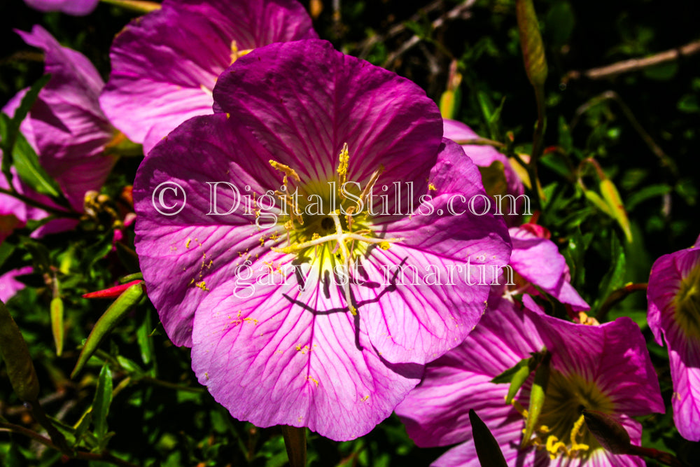  Rose evening primrose Portrait Digital, Scenery, Flowers