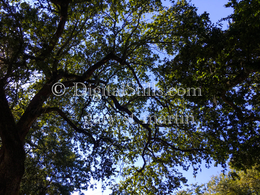 Tree Branches and Leaves, New Orleans, Digital