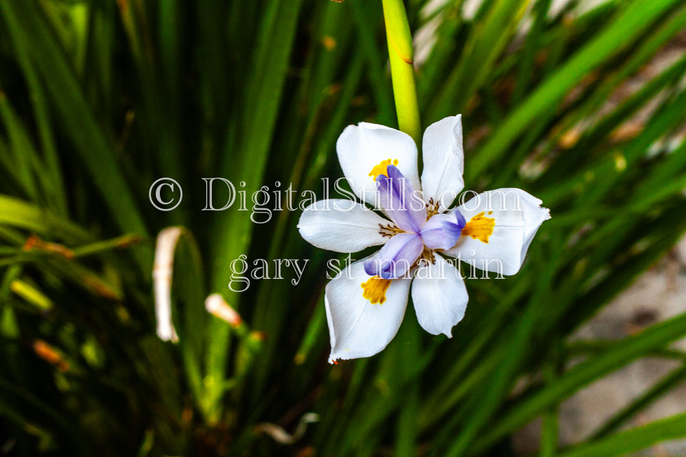 Fortnight Lily Plant Digital, Scenery, Flowers