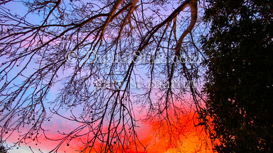 Sky on fire through the branches, digital sunset