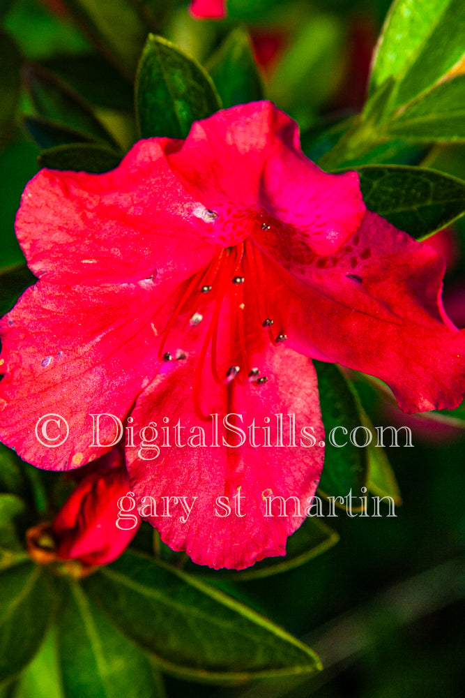 Pink Azalea Digital, Scenery, Flowers