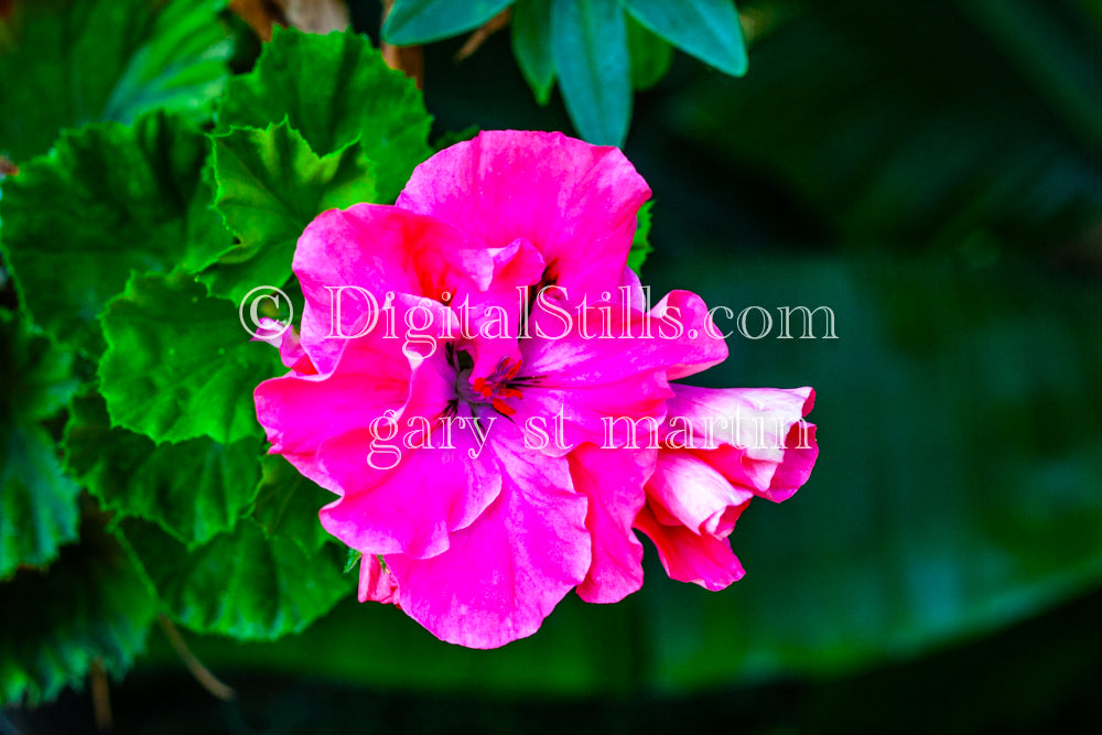 Regal pelargonium Plant Digital, Scenery, Flowers