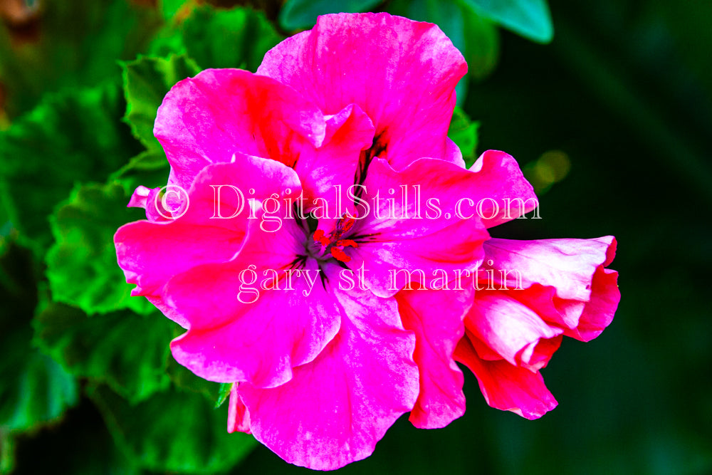 Closeup of Pink Azalea Digital, Scenery, Flowers