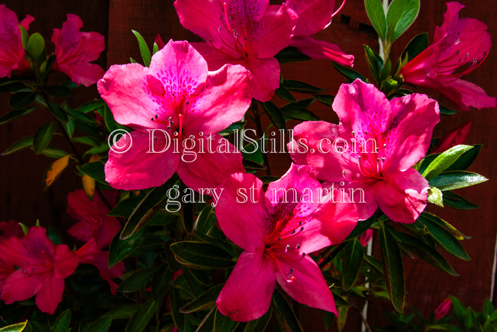 Azalea Flowers Digital, Scenery, Flowers