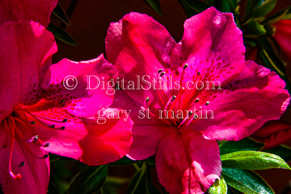 Pink Azalea Flowers Digital, Scenery, Flowers