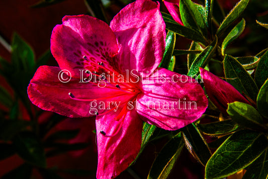 Portrait of Pink Azalea Flowers Digital, Scenery, Flowers