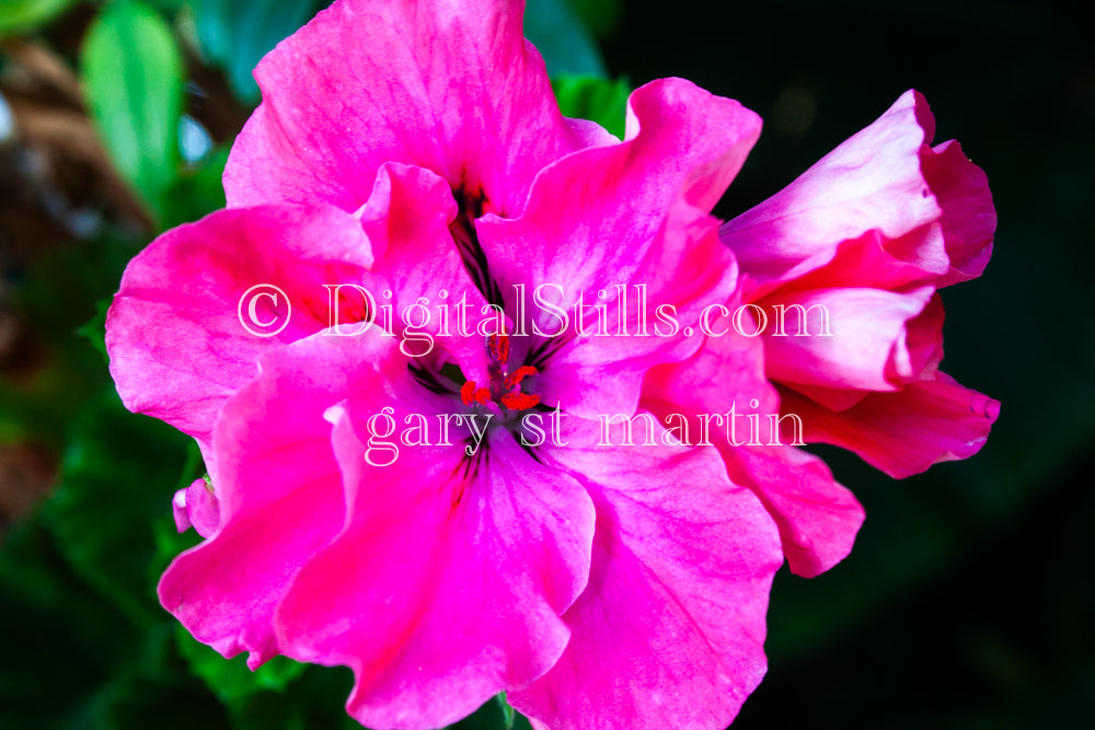 Bright Portrait of Pink Azalea Flowers Digital, Scenery, Flowers