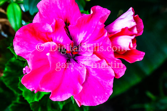 Bright Portrait of Pink Azalea Flowers V2 Digital, Scenery, Flowers