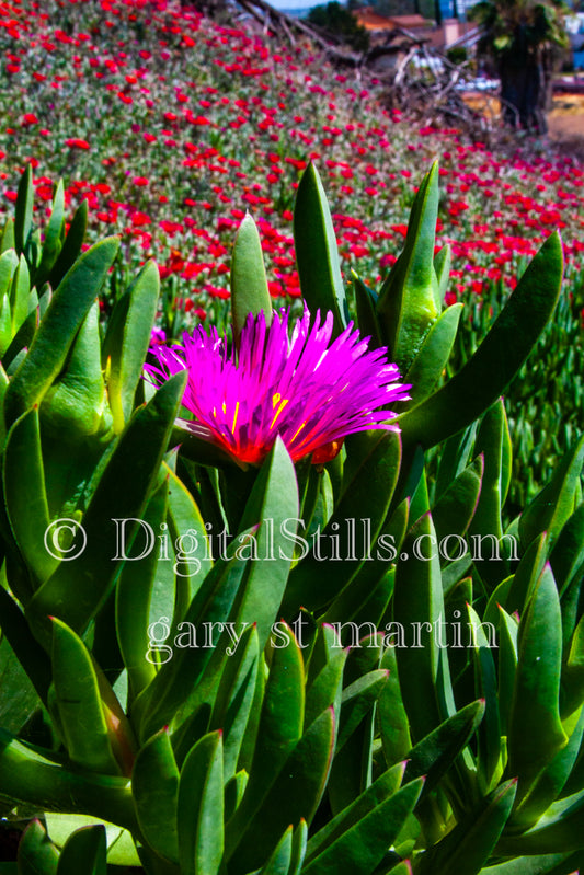 Ice Plant Digital, Scenery, Flowers