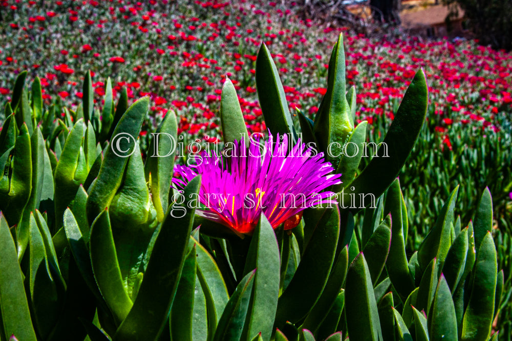 Ice Plant V2 Digital, Scenery, Flowers