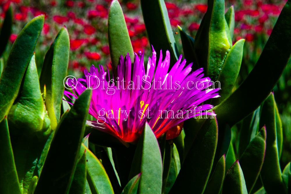 Ice Plant Closeup Digital, Scenery, Flowers