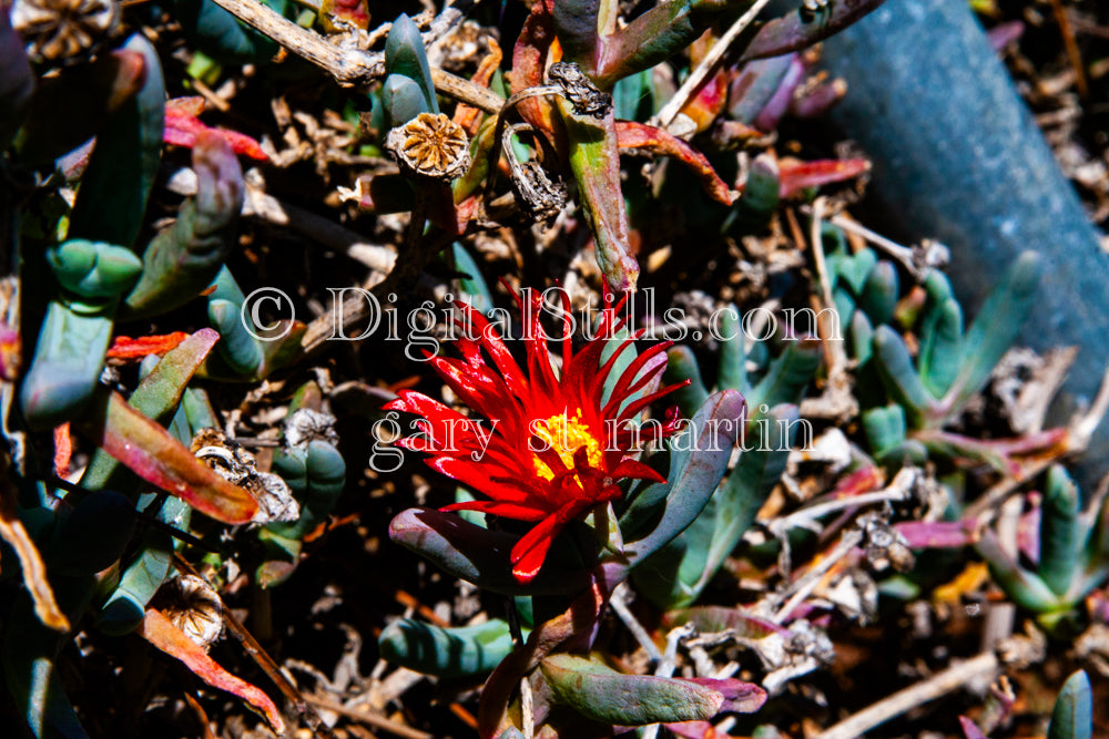 Isolated Ice Plant Digital, Scenery, Flowers