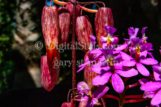 Kalanchoe Pinnata & Epidendrum secundum Plant Digital, Scenery, Flowers