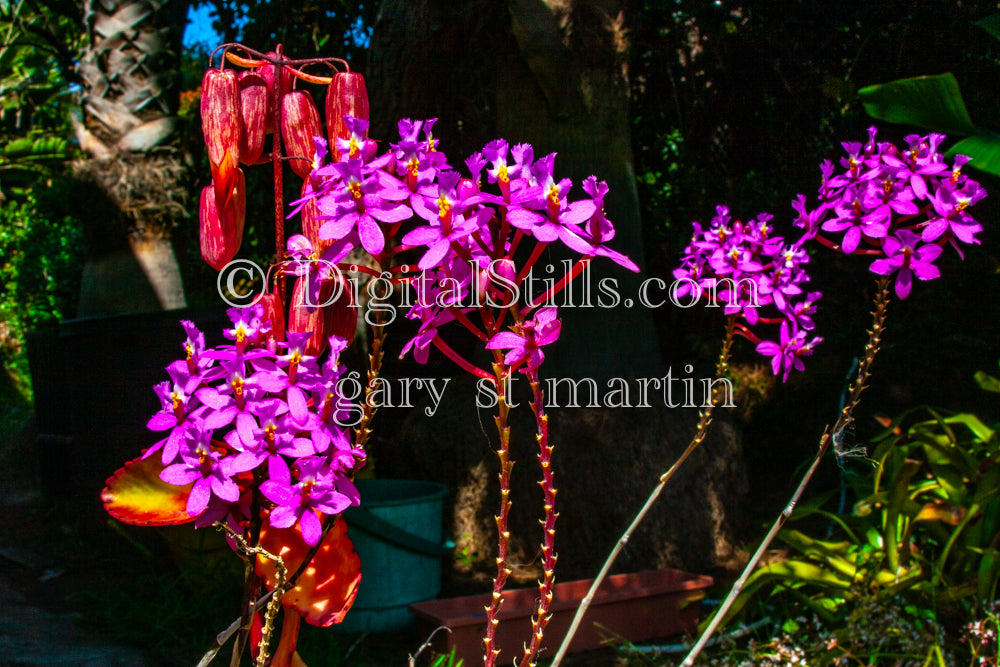 Wide Portrait of Kalanchoe Pinnata & Epidendrum secundum Plant Digital, Scenery, Flowers