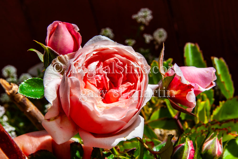 Fluffy Pink Rose Digital, Scenery, Flowers