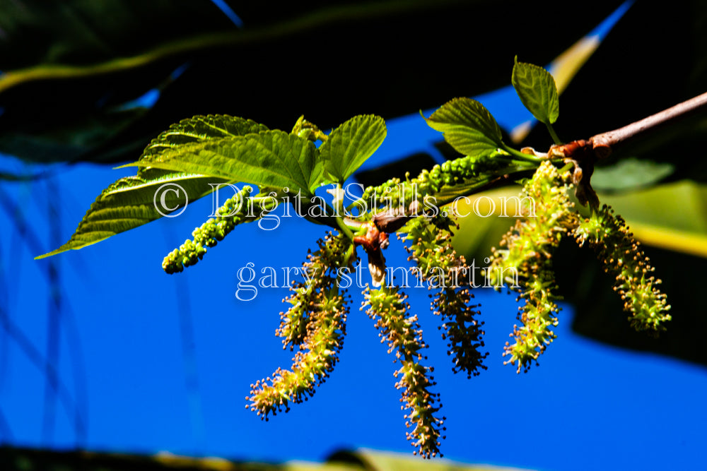 Mulberry Tree & Leaves Portrait Digital, Scenery, Flowers