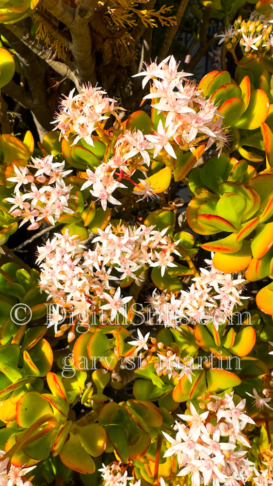 Commo Jade plant Digital, Scenery, Flowers