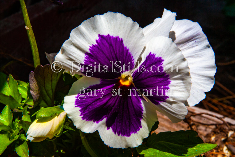 Pansy Plant Digital, Scenery, Flowers