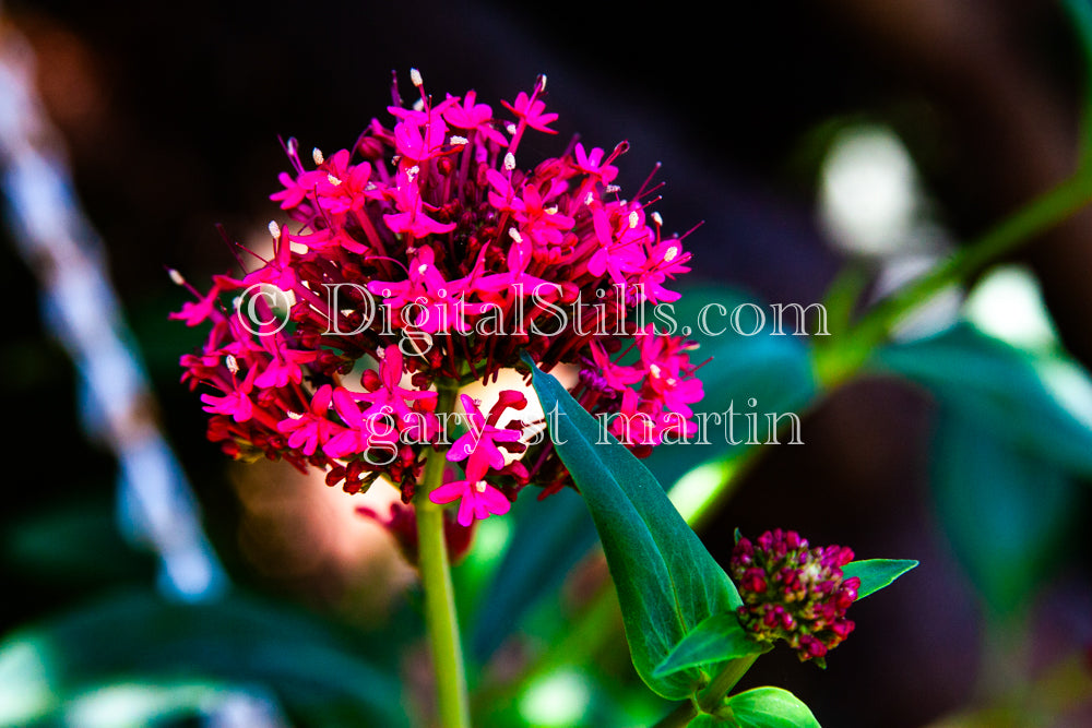 Red Valerian Plant Digital, Scenery, Flowers