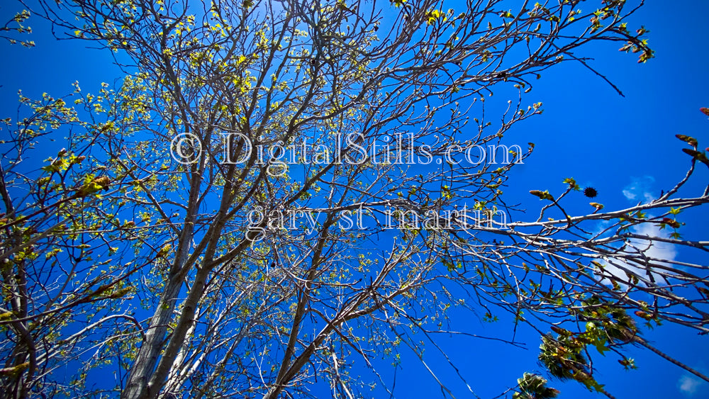 Branches against a bright blu sky, digital sunset