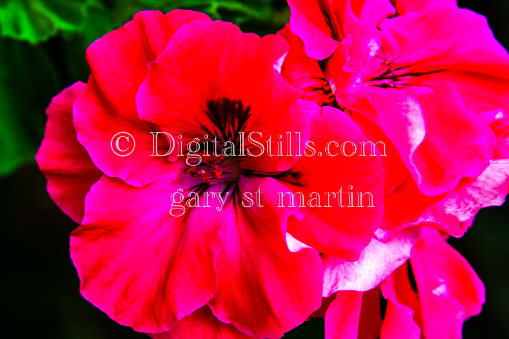 Pink Regal Pelargonium Plant Digital, Scenery, Flowers