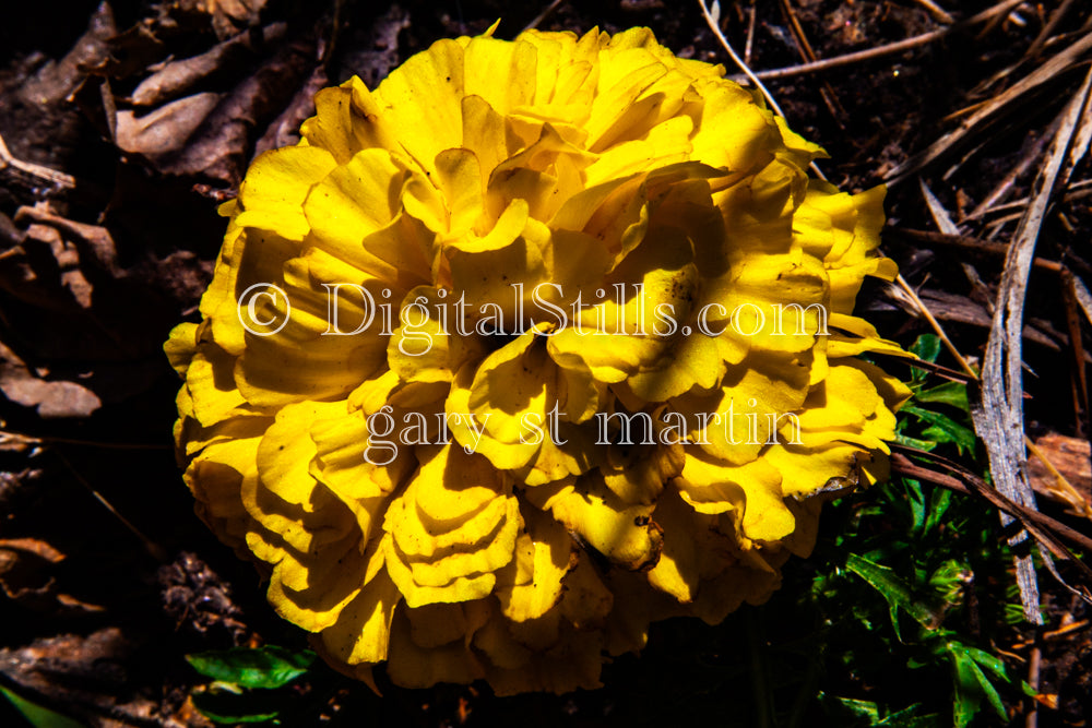 Marigold Plant Digital, Scenery, Flowers