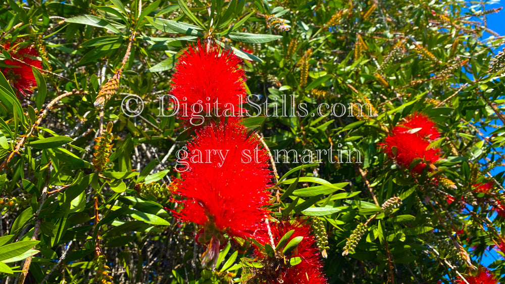 Callistemon speciosus Digital, Scenery, Flowers