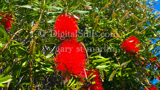 Callistemon speciosus Digital, Scenery, Flowers