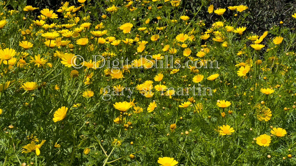 Meadow of Wild Yellow Flowers Blooming Digital, Scenery, Flowers