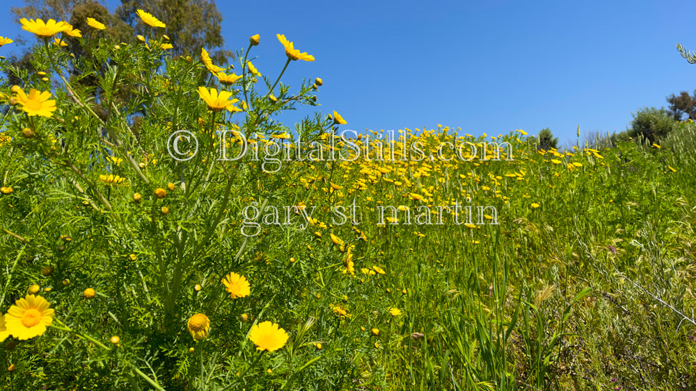 Yellow Flowers Blooming Digital, Scenery, Flowers