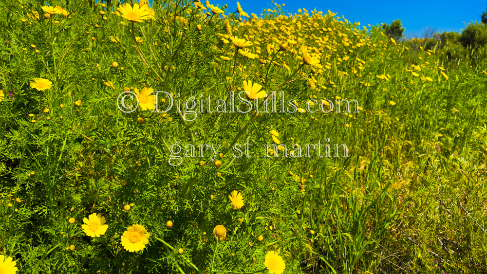 Yellow Wild Flowers Blooming Digital, Scenery, Flowers