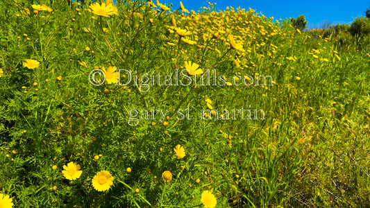 Yellow Wild Flowers Blooming Digital, Scenery, Flowers