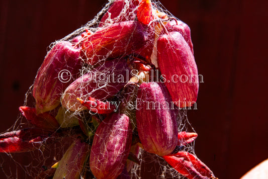 Kalanchoe Pinnata Portrait In Spiderwebs Digital, Scenery, Flowers