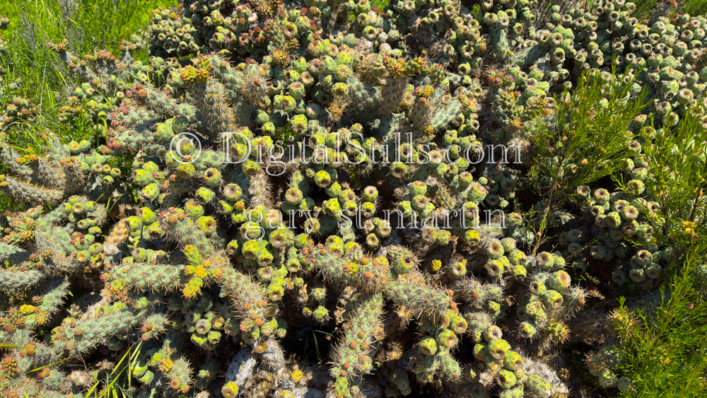 Cylindropuntia Digital, Scenery, Flowers