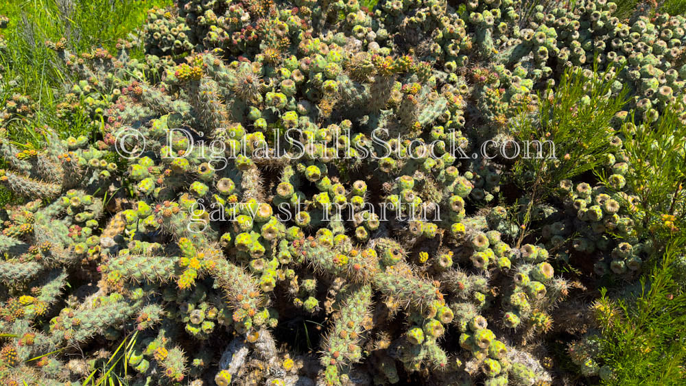 Coastal Cholla with Fruit, Scenery, Desert