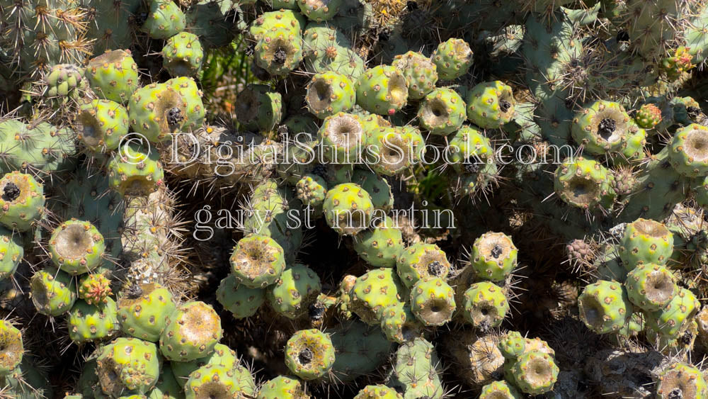 Coastal Cholla Fruit Closeup, Scenery, Desert