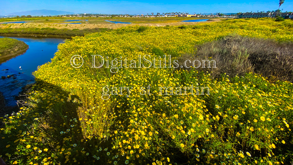 Flower Field Wide View Digital, Scenery, Flowers