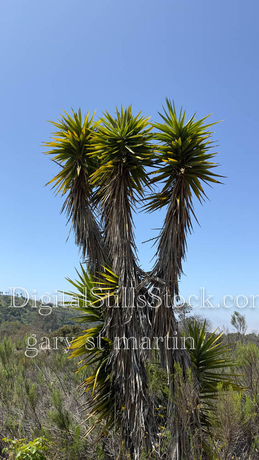 Yucca Rostrata Vertical, Scenery, Desert