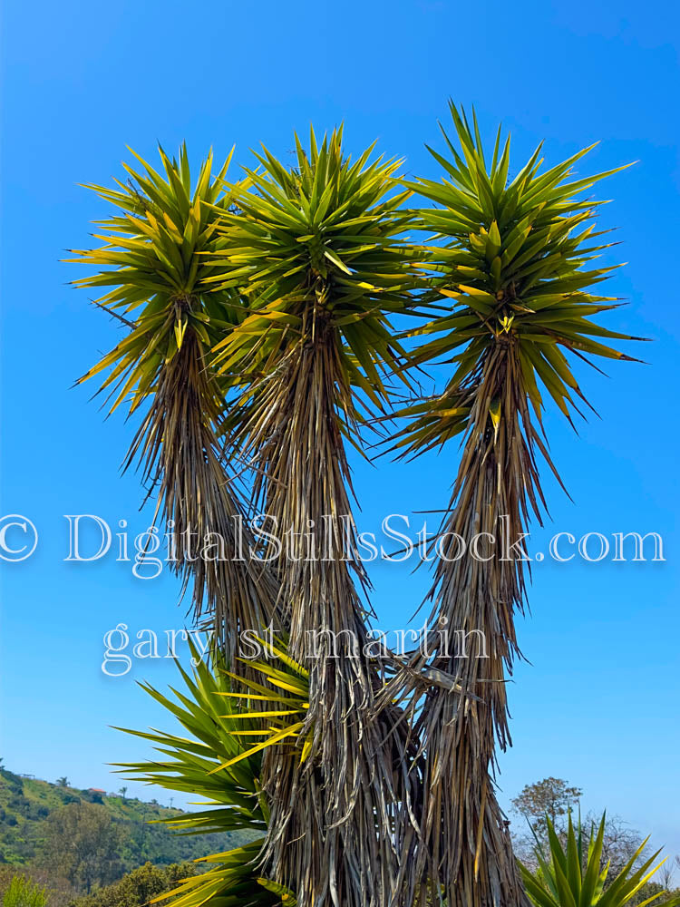 Yucca Rostrata Vertical Closeup, Scenery, Desert