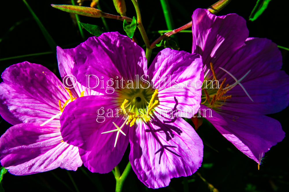  Digital, Scenery, Flowers evening primrose Plant 