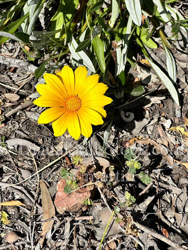 Yellow Treasure Flower, Scenery, Desert