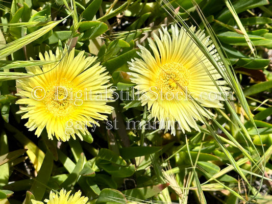 Yellow Sour Figs Closeup, Scenery, Desert